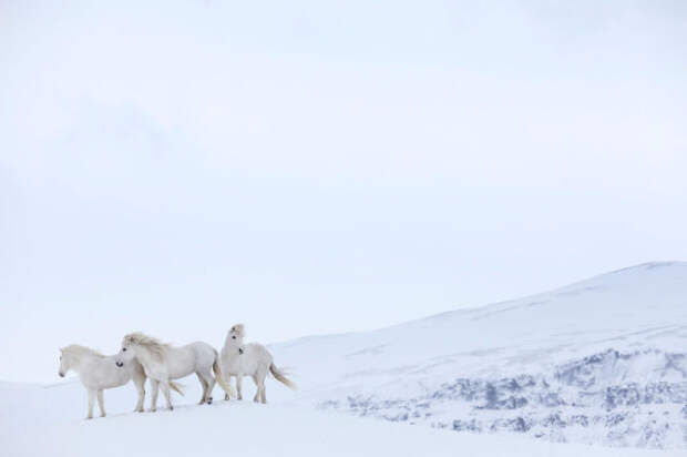 Тройка белых исландских лошадей запечатлена фотографом Дрю Доггетом на фоне сказочного зимнего пейзажа.