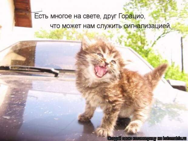 Котоматрицы(картинки с надписями)