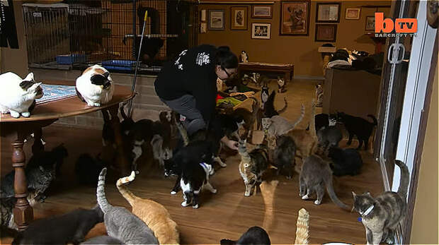 Сейчас на ее земле, в Кошачьем доме живут 800 взрослых кошек и 300 котят, за которым ухаживает целая команда волонтеров во главе с неутомимой кошатницей видео, кошатница, кошачий рай, кошки, помощь животным
