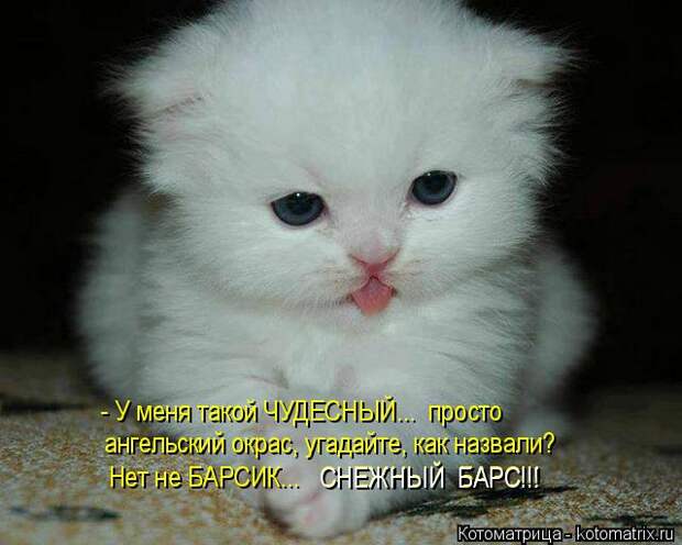 Котоматрица: - У меня такой ЧУДЕСНЫЙ...  просто ангельский окрас, угадайте, как назвали? Нет не БАРСИК...   СНЕЖНЫЙ  БАРС!!! СНЕЖНЫЙ  БАРС!!!