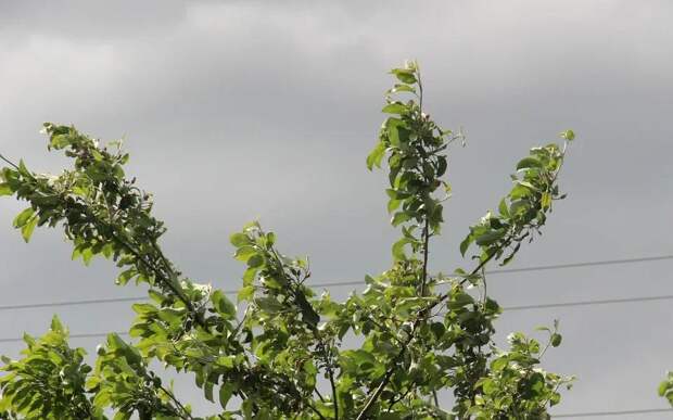 Из-за сильного ветра в Рязанской области выпустили метеопредупреждение