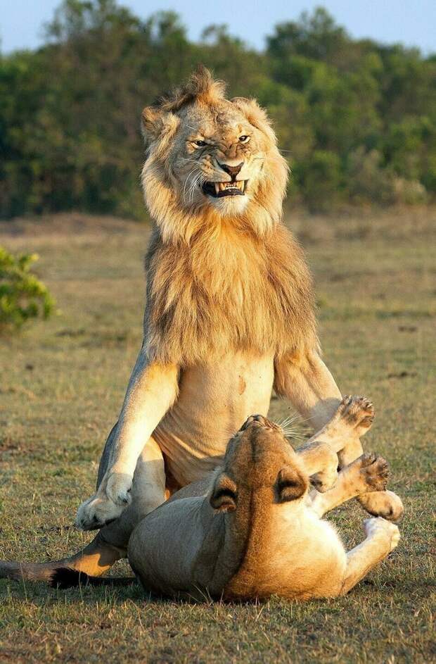 Львы размножаются на протяжении всего года, поскольку самки являются полиэструсными, то есть с несколькими половыми циклами в течение года животные, заповедник, лев, львица, масаи-мара, спаривание, фотография