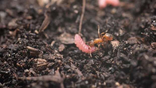 Афера в мире насекомых: почему муравьи становятся няньками для гусениц
