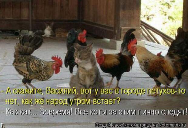 Котоматрицы (картинки с надписями)