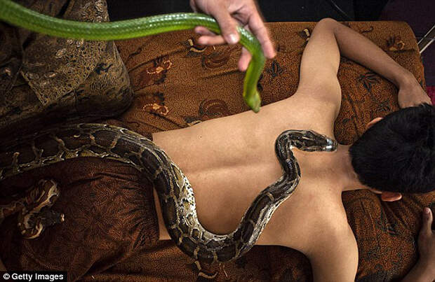 snakemassage05 Змеиный массаж