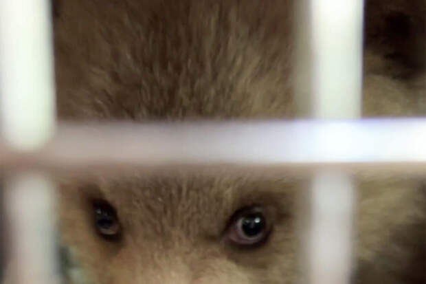 В Северной Осетии волонтеры спасли медвежонка, оставшегося без матери