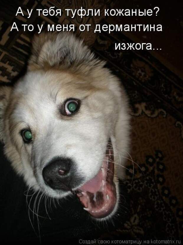 Лучшие котоматрицы недели (50 фото)