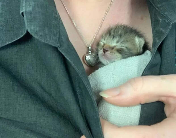Без кота и жизнь не та