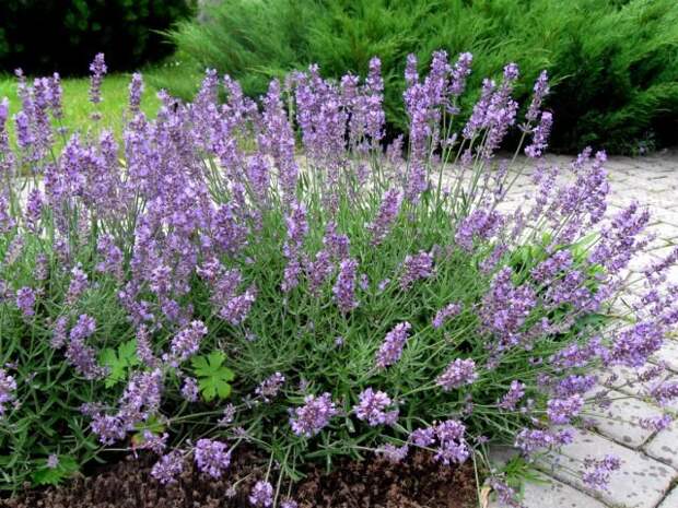 Лаванда (Lavandula). © brsu  📷 