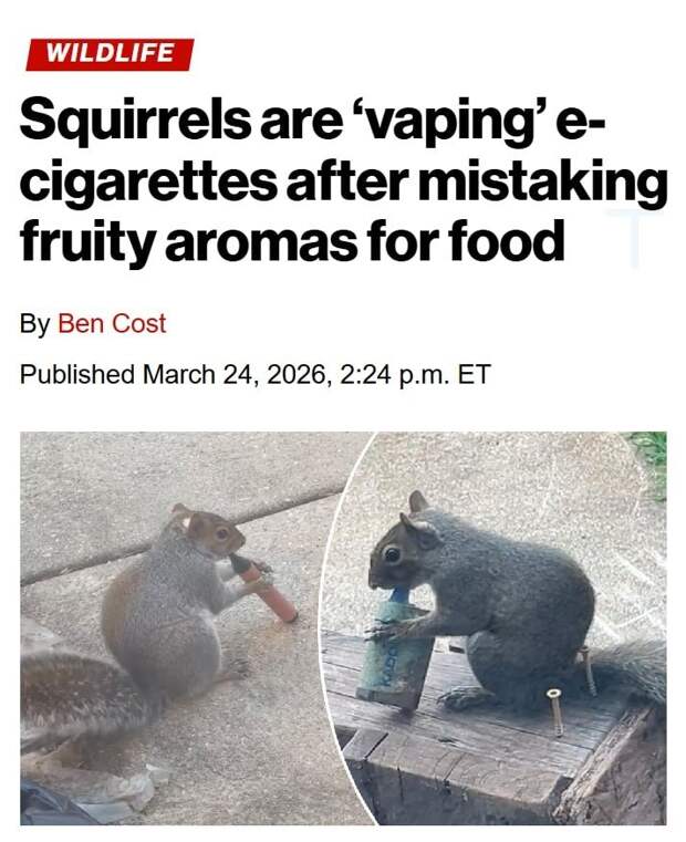 Белки начали «вэйпить» — вероятно их привлекают сладкие ароматы электронок