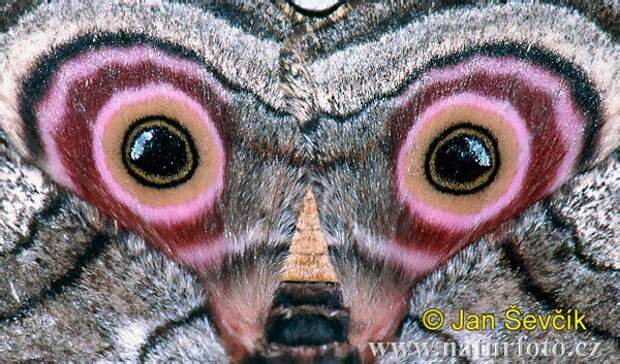 eyes of the sphinx moth  lisaj Эти удивительные бабочки.