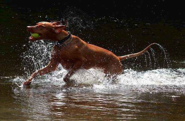 Веймарская легавая весело, вода, животные, забавно, мило, собаки, собачьи игры, фото
