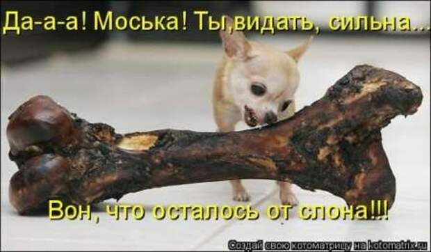 Прикольные животные, котоматрица