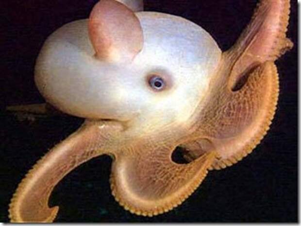 _dumbo_octopus_2