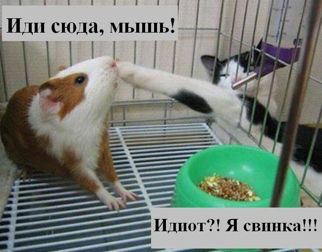 Разнообразные фото приколы с животными: смотреть обязательно!