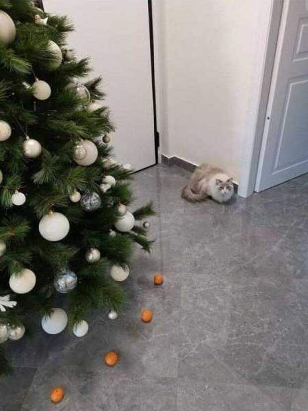 10+ смешных фотографий котов, которыми можно лечить плохое настроение