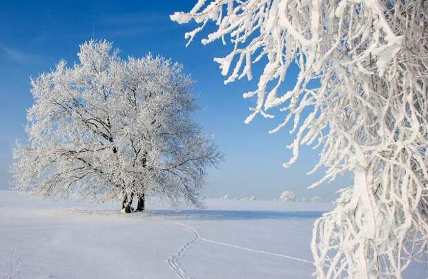 Красоты зимы   зима, фото
