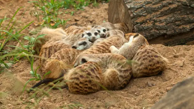 Московский зоопарк перешёл на зимний режим работы