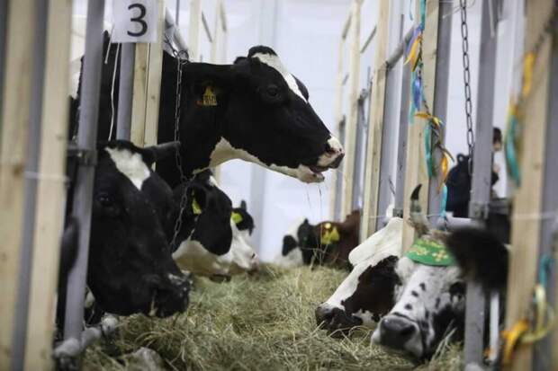 В Новосибирской области 113 семей получили компенсации за изъятый скот