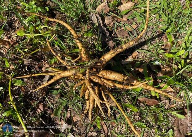 Берег озера Валдайское, где вчера отравились школьники, чистят от веха ядовитого