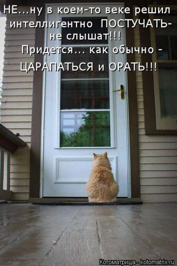 Котоматрицы(картинки с надписями)
