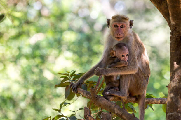 В Саратовской области ребенок попал в больницу после нападения обезьяны