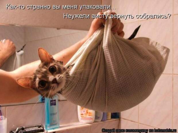 1359322072_1359093516_kotomaty (570x427, 55Kb)