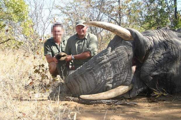 Во время сафари умирающая слониха раздавила охотника