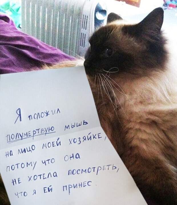 18 переводов с кошачьего 18 переводов с кошачьего