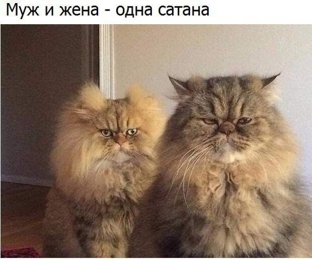 Смешные картинки с надписями прикол, юмор