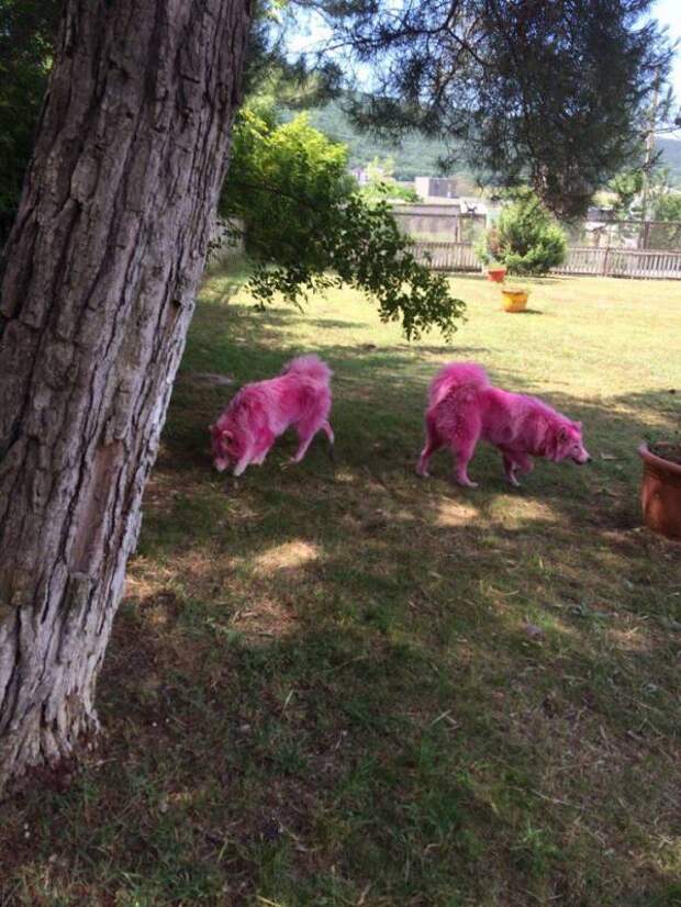 В Геленджике спасли двух самоедов, покрашенных в розовый цвет