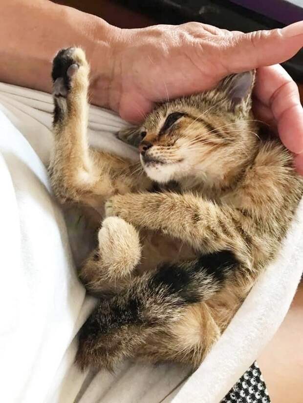 Котенок лежит Котенок в футболке