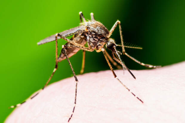 SHOT: колоссальное нашествие комаров обрушится на россиян этой весной