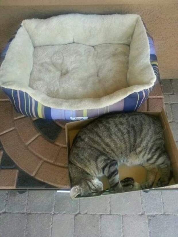 КОТОприколы (22 шт)
