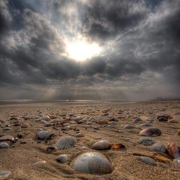 Ракушки Ракушки