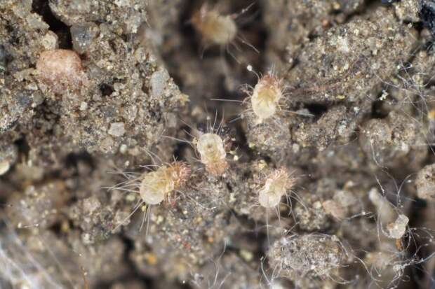 Клещи в пыли под микроскопом