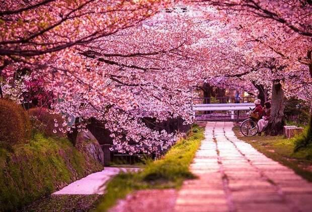 Южная Корея, Сеул, озеро Сокчон, остров Чеджу - в конце марте начале апреля зацветают вишневые деревья (поткотт), известные туристам также как «корейская сакура» великоление, красота, природа, путешествия, цветочные туры