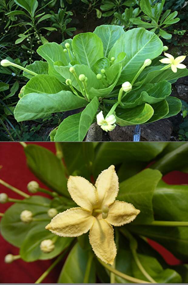 A close up photo of the alula plant and another photo of its flower