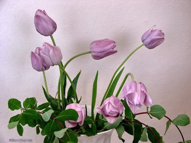 0_bf22_99f21d46_XL (700x525, 106Kb)