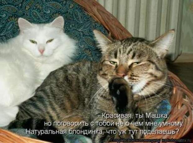 Прикольные животные, котоматрица