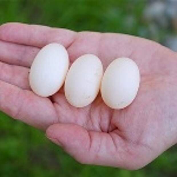 Какие яйца у ужей фото и размер