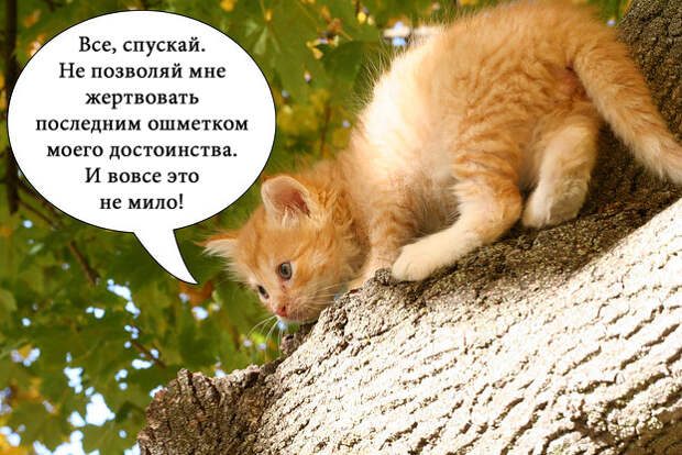 О чем на самом деле думают коты