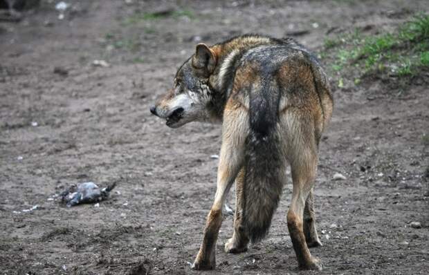 Охотник или добыча: кого в лесу боится серый волк