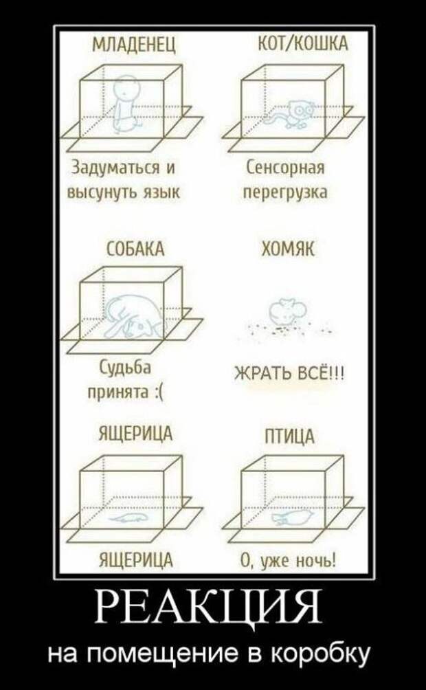 демотиватор