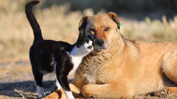 Кто более эмоциональный: кошки или собаки