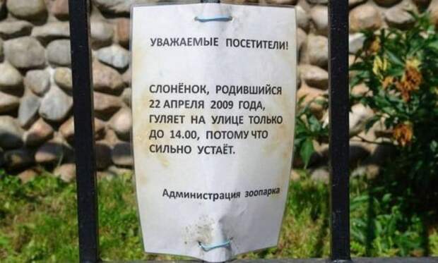 слоненок