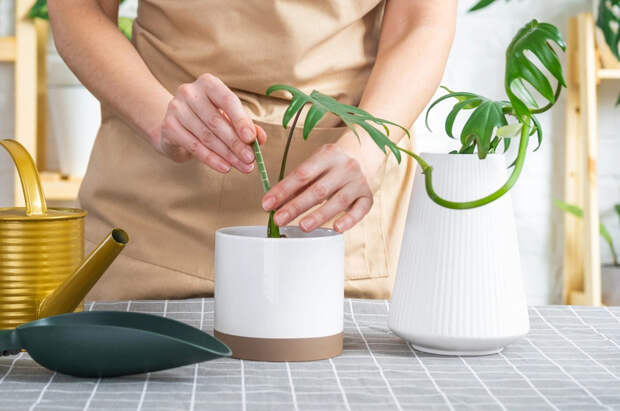 Лунный календарь для садоводов и огородников: главные работы с 26 февраля по 11 марта