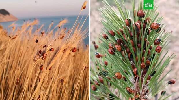 Анапу атаковали тысячи божьих коровок: видео