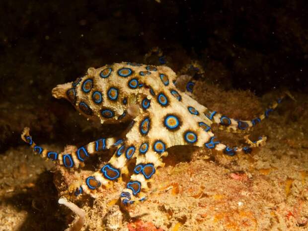 Синекольчатые осьминоги животные, интересное, море, опасность, подборка, факты, фауна