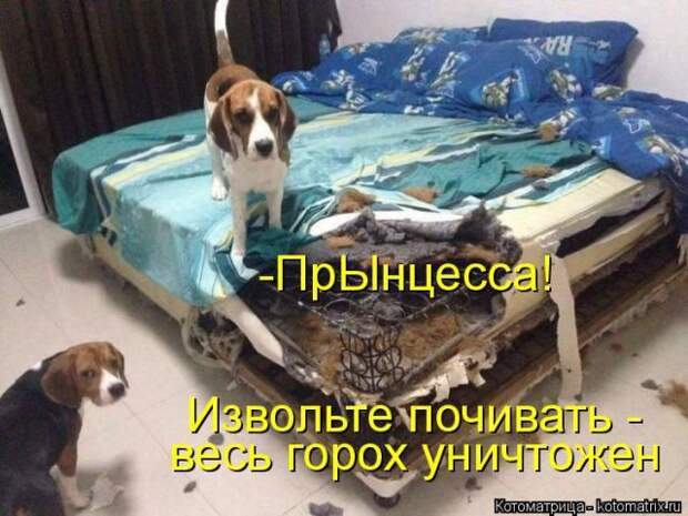 Лучшие котоматрицы недели (50 фото)